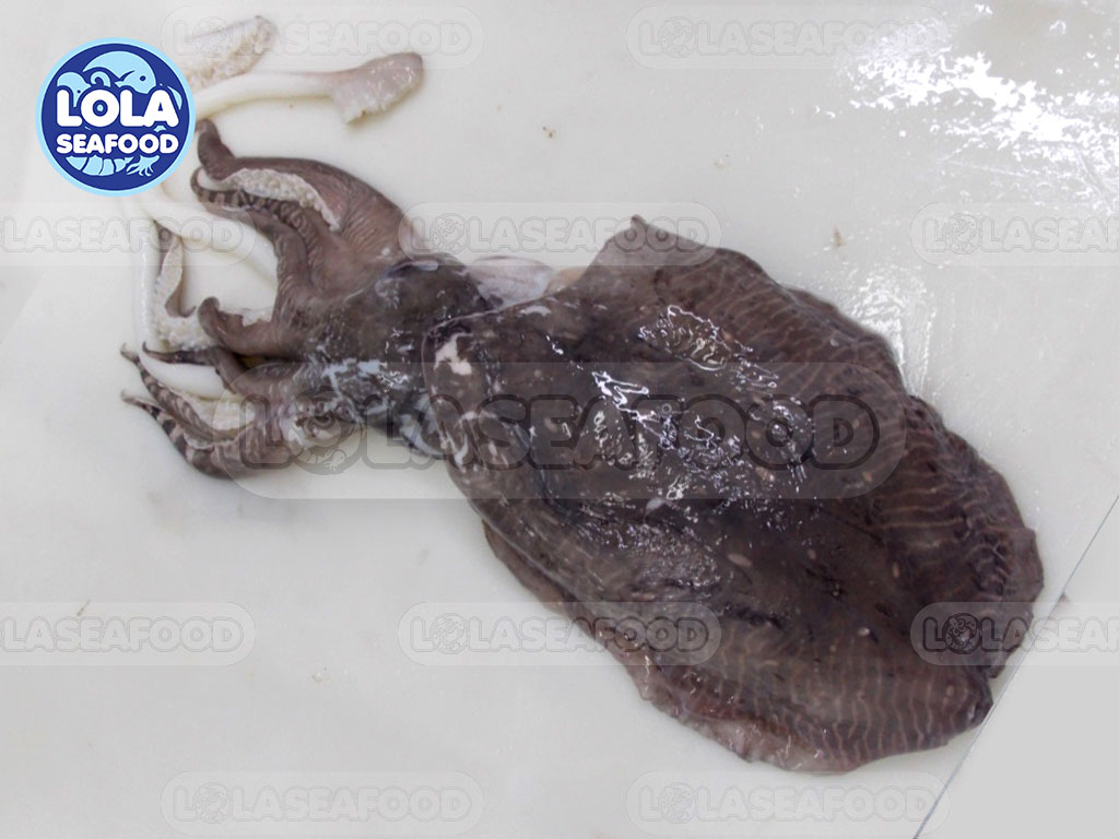 Cuttlefish Whole Round